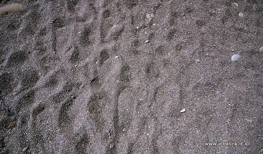 Spiaggia di Colle Palombaia, Elba