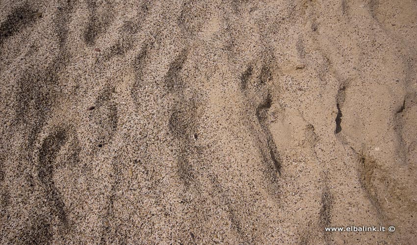 Spiaggia di Lacona, Elba